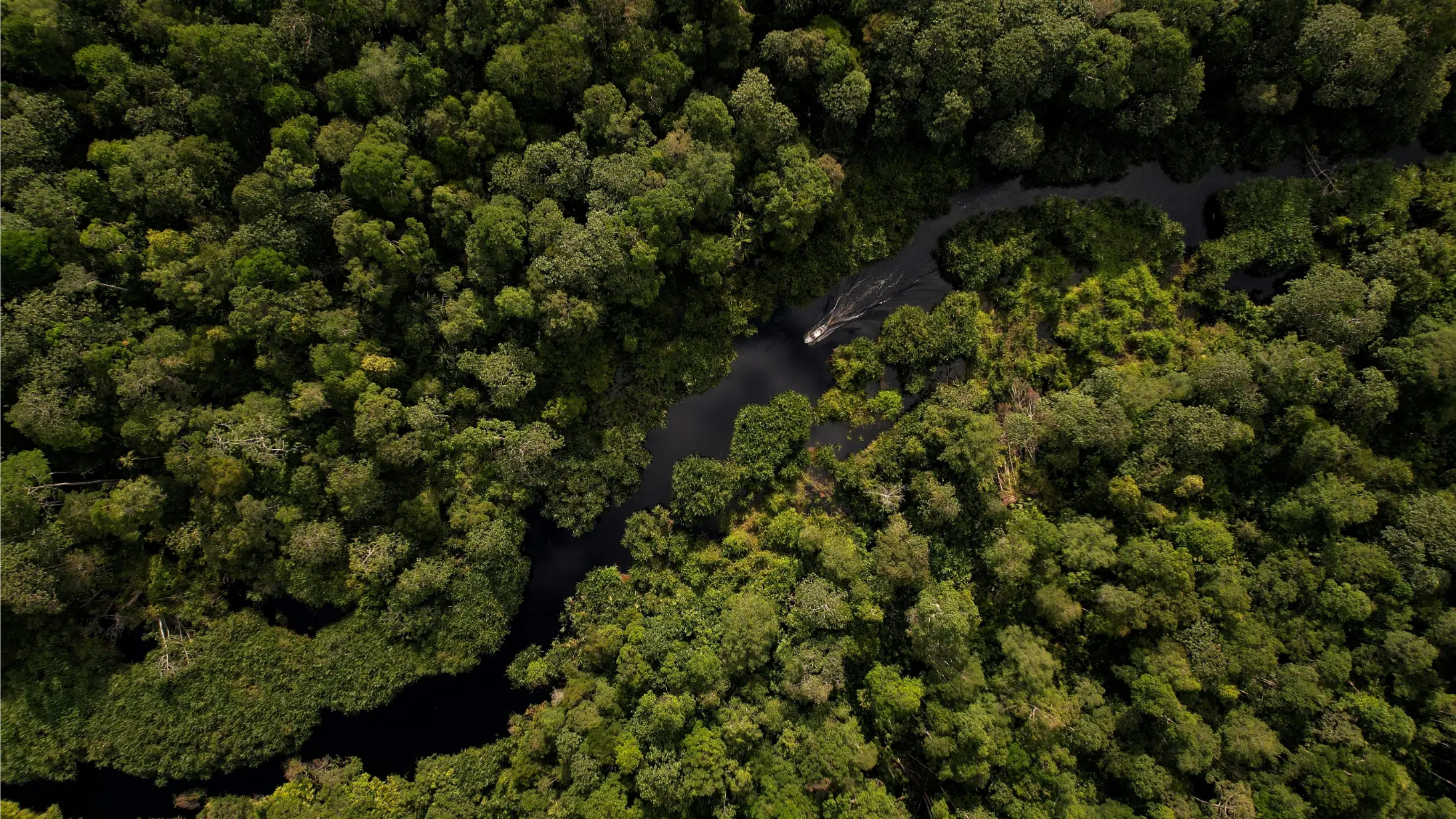 Forest and river ecosystems highlight RGE’s commitment to protecting biodiversity and conserving natural landscapes.