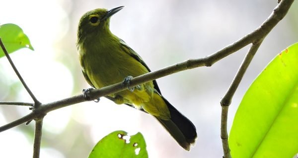 Behind the Scenes of Ecosystem Restoration: A Salute to the Field Teams working on Restorasi Ekosistem Riau (RER)