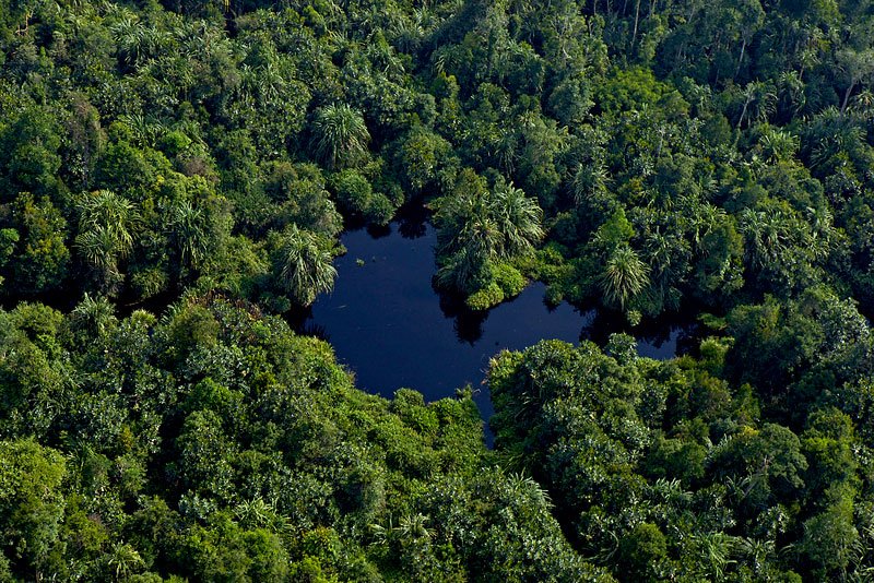 Restorasi Ekosistem Riau (RER)