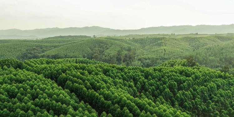 APRIL Group Plantation Operations