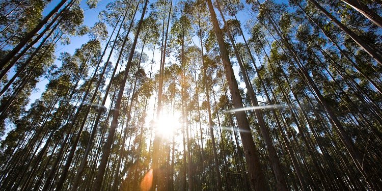 Project Star – the World’s ‘Largest and Greenest’ Pulp Mill