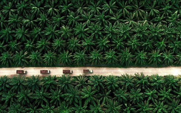 Asian Agri Apical SMILE