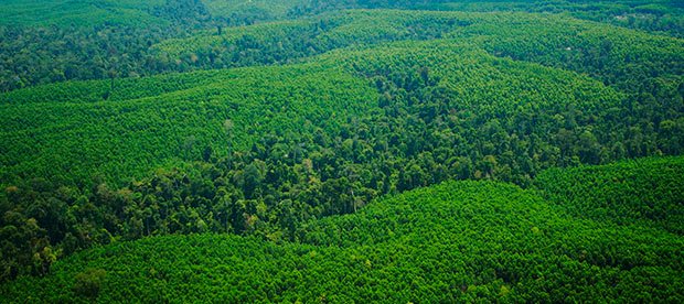 The RGE Sustainability Framework provides overarching guidelines for its business groups' sustainability policies