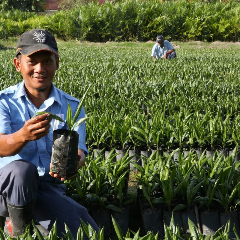 Asian Agri Topaz Palm Oil