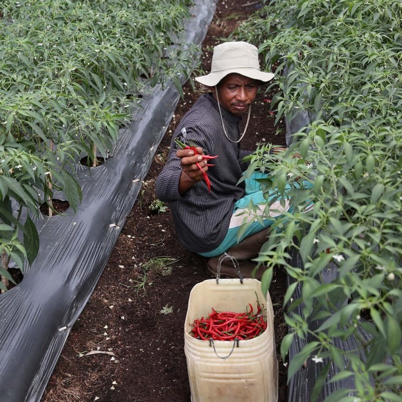 RER acok chilli farmer conservation