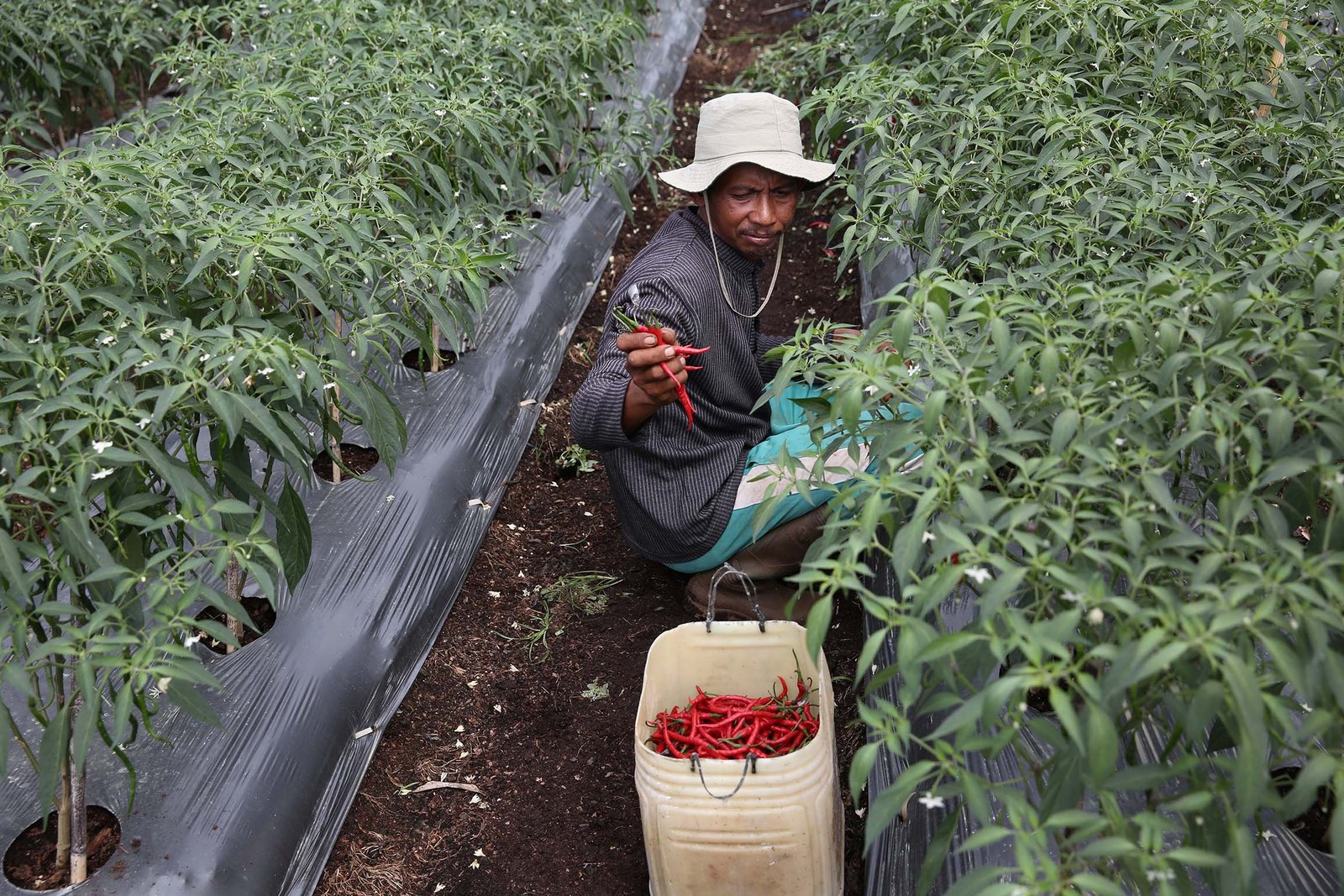 RER: Where Conservation and Chilli Farming Meet