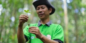 Riau Ecosystem Restoration Seedlings