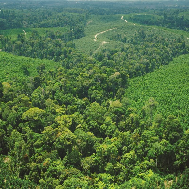 APRIL conservation restoration Indonesia