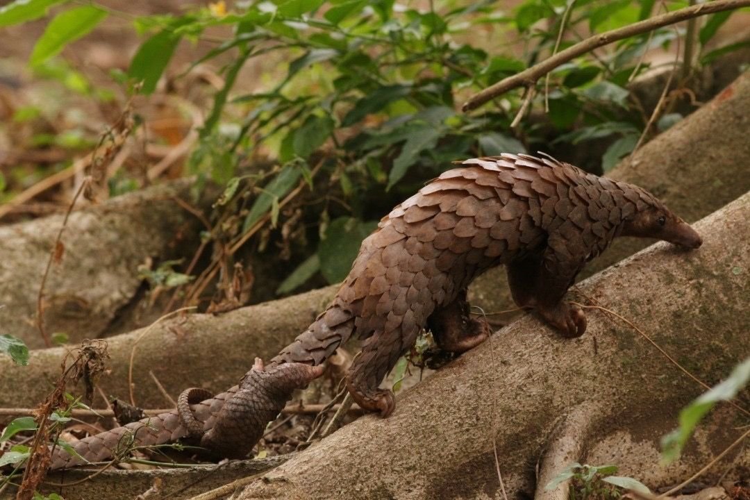Safeguarding the Sunda Pangolin: RER’s Commitment to Wildlife Protection and Conservation