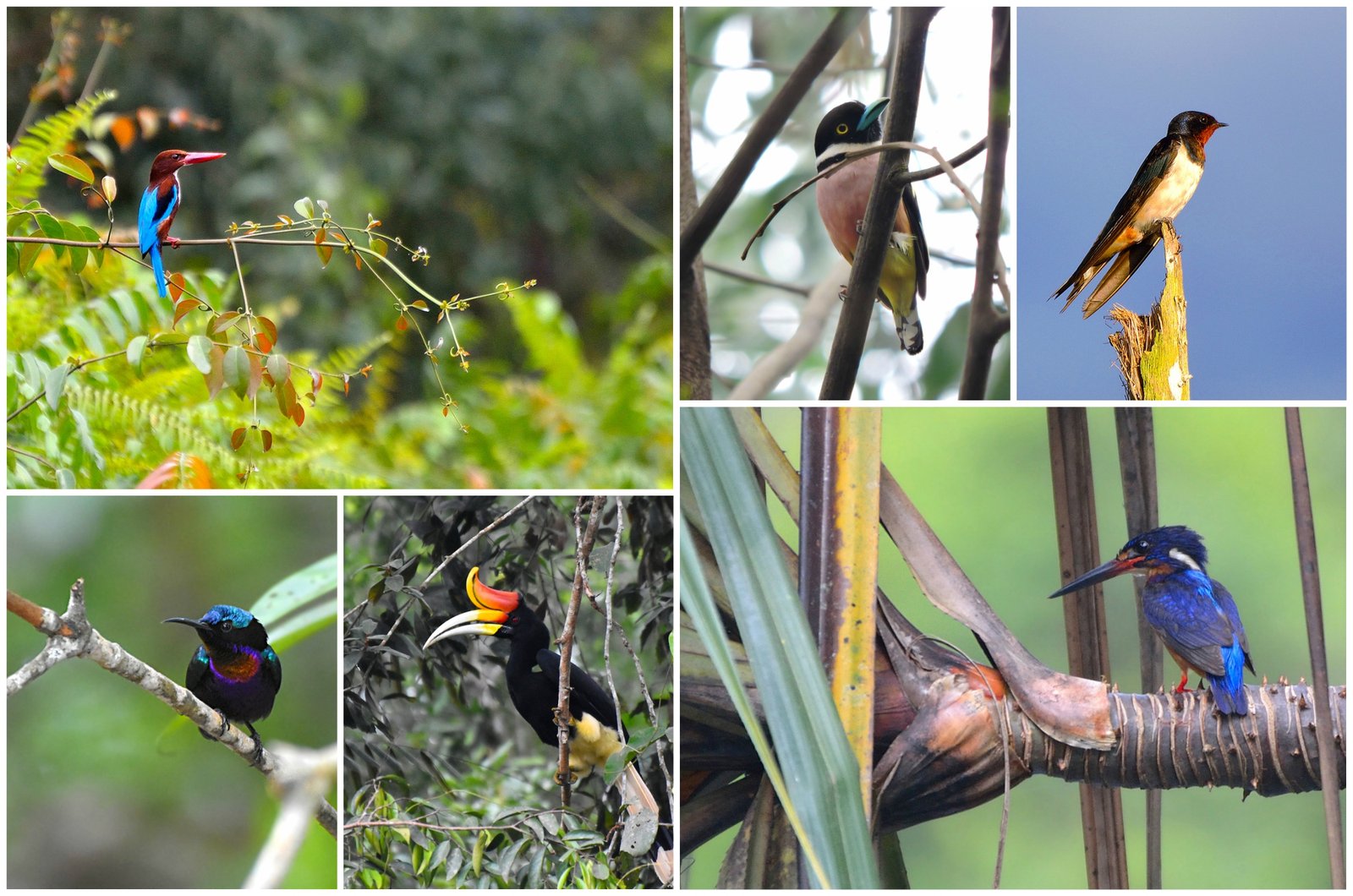 RER: Protecting and Documenting Endangered Bird Life in the Kampar Peninsula