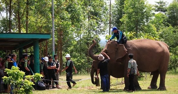 RAPP and Asian Agri’s Efforts in Reducing Elephant-Human Conflicts Praised by World Wide Fund for Nature