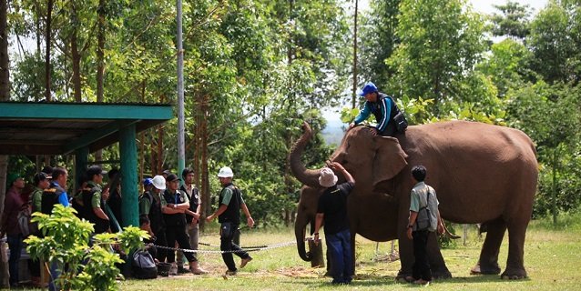 RAPP and Asian Agri’s Efforts in Reducing Elephant-Human Conflicts Praised by World Wide Fund for Nature