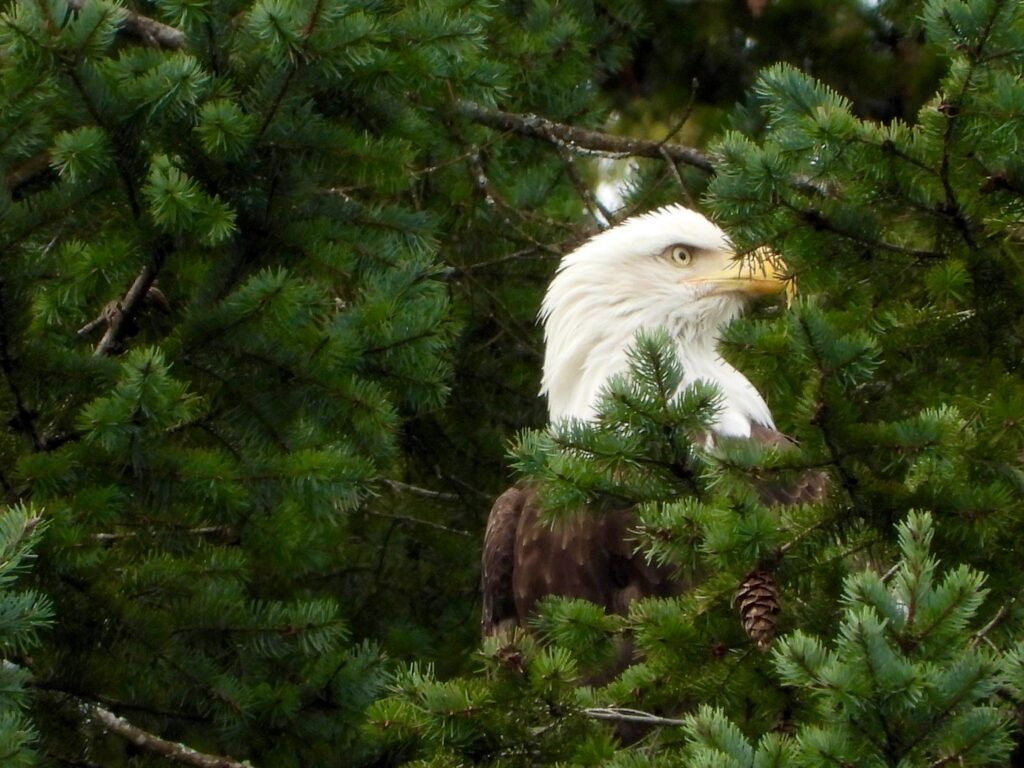 Bald eagle at Woodfibre LNG's site in Squamish, BC.