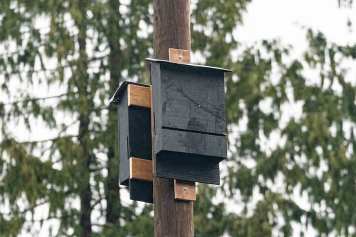 Bat box installed at Woodfibre LNG as part of habitat availability.